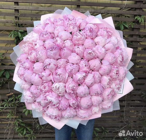 Голландский пионы сара бернар