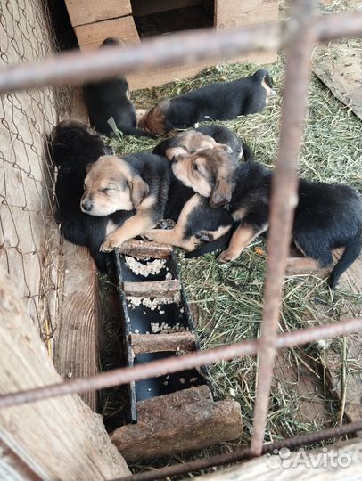 Щенки русской гончей