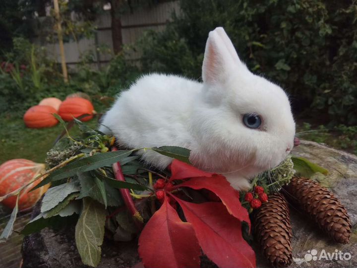 Крольчата гермелины