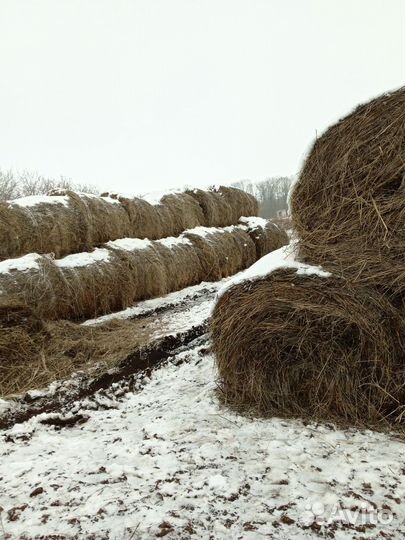 Продам сено в тюках