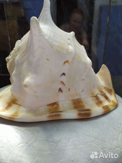 Ракушка большая для дизайна интерьера. Натуральная