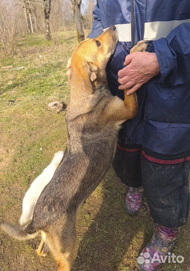 Добрейшая собака срочно ищет дом