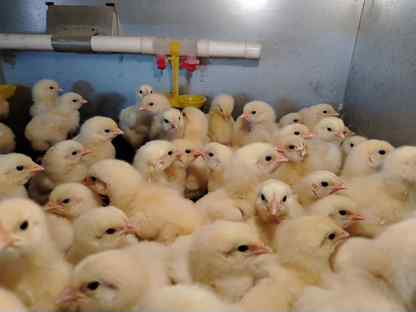Суточный бройлер, цыплята, Набережные Челны