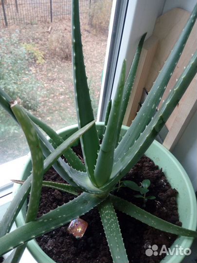 Алоэ Вера взрослые растения