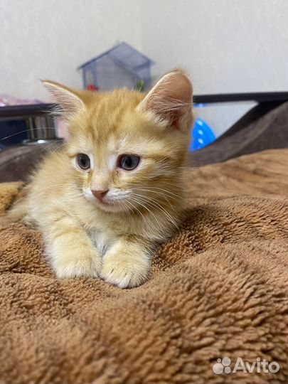 Отдам в добрые руки