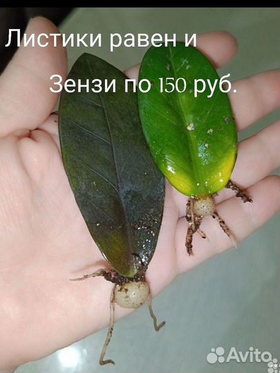 Комнатные растения