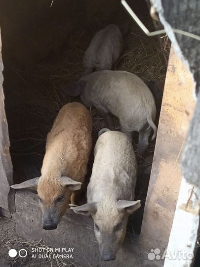 Поросята венгерской мангалицы