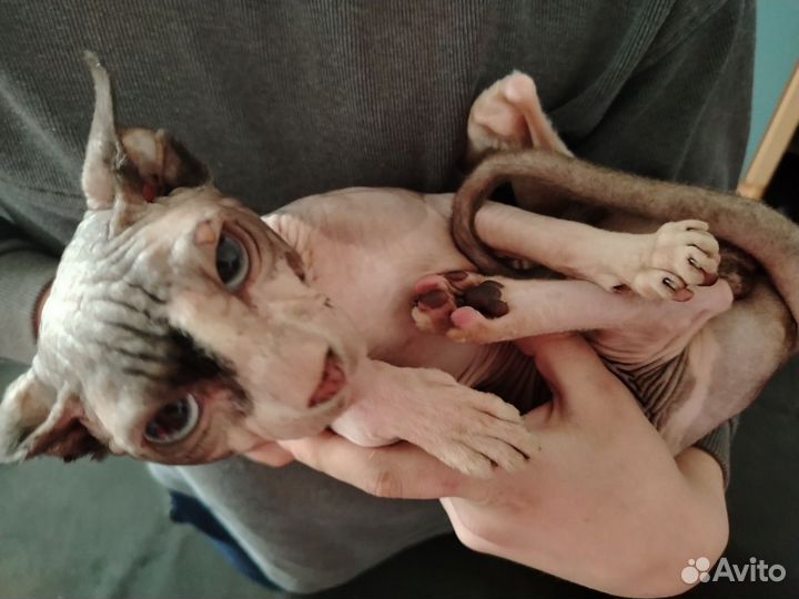 Донской сфинкс продам