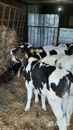 Продаём Телята