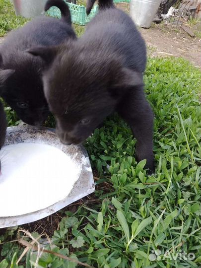 Щенки в дар