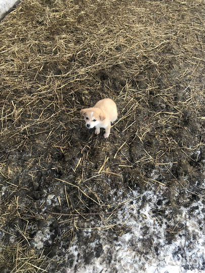 Отлам щенков