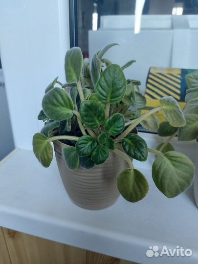 Фиалка сенполии