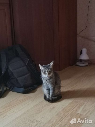 Кошка, 9 месяцев