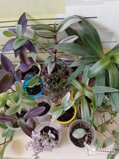 Традесканция