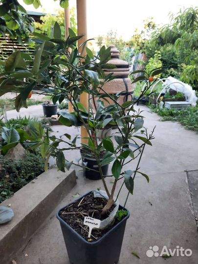 Гуаявы Земляничная, Лесная. Кумкват