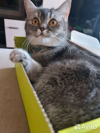 Шотландская кошка