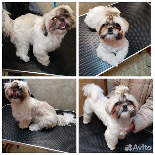 Стрижка собак \Груминг(возможен выезд)