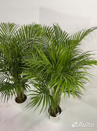 Пальма Арека