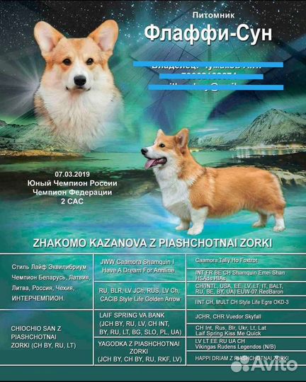 Вязка кобель
