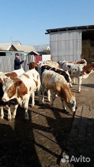 Телята до полугода