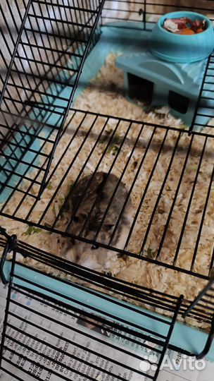 Клетка для хомяка