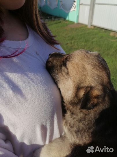 Щенок в добрые руки