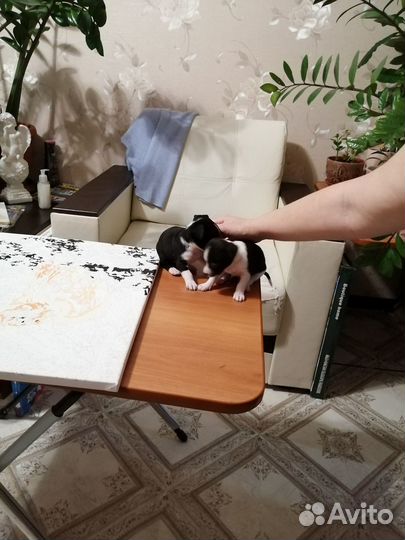 Отдам в добрые руки маленькую
