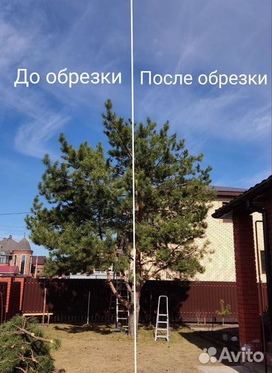 Обрезка деревьев и кустарников