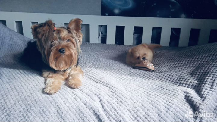 Померанский шпиц щенок девочка