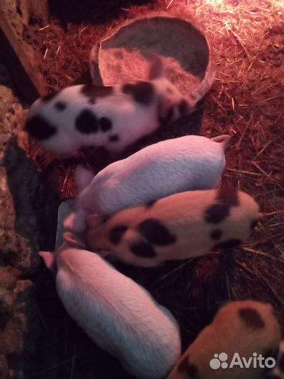 Поросенок ландрас,помесь с дюрок