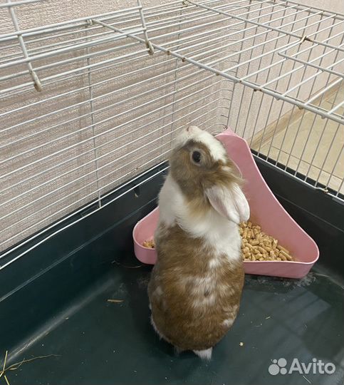 Декоративный кролик