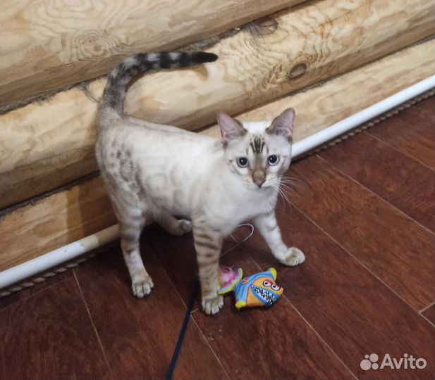Бенгальский котик