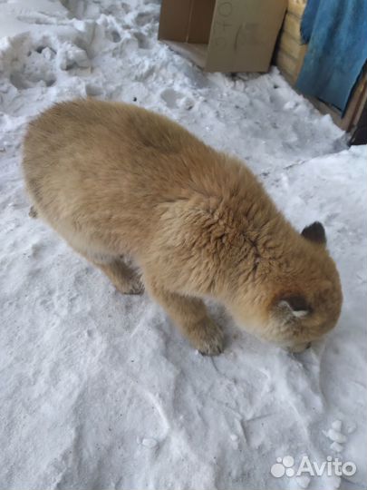 Щенок в дар