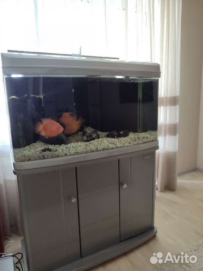 Аквариум с тумбой на 240 л