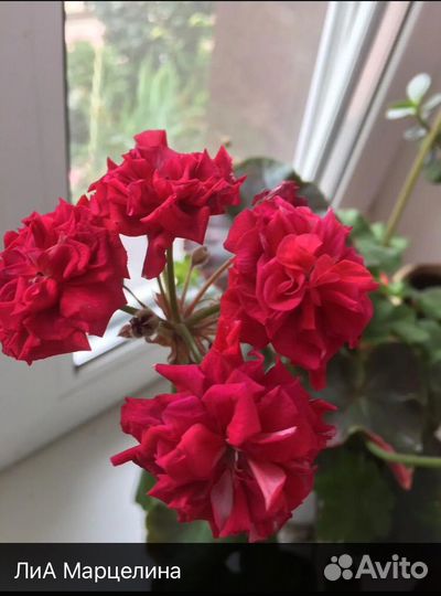 Пеларгония (герань) сортовая