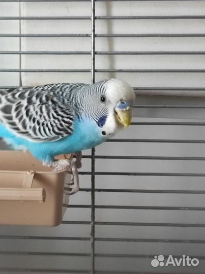 Волнистый попугай