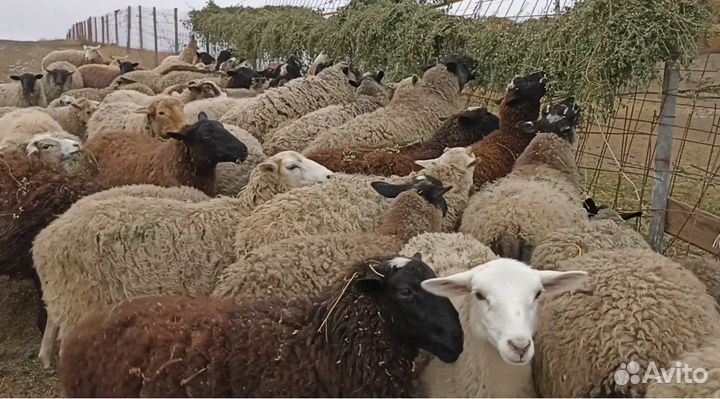 Овцы и бараны Чувашская Республика