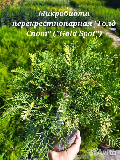 Микробиота