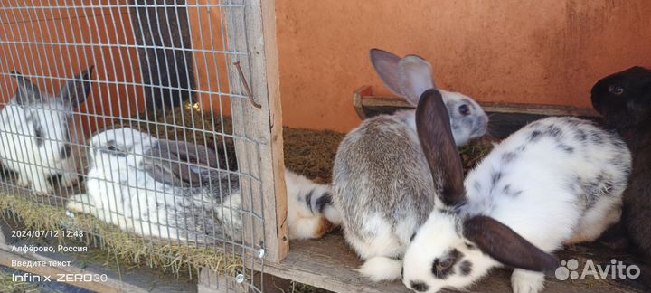 Кролики мясных пород