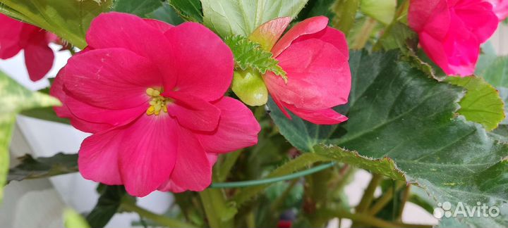 Бегония махровая красная и желтая