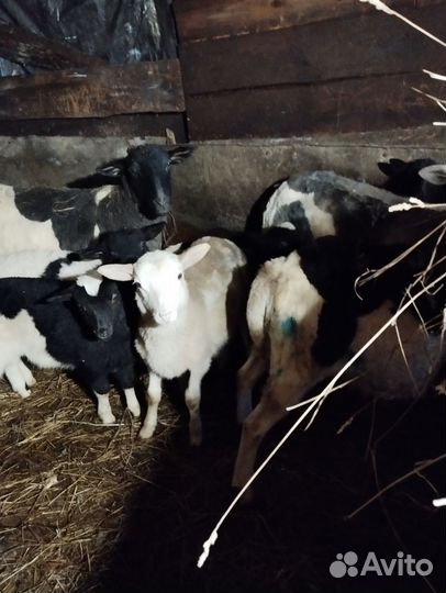 Овечки порода дорпер, кросы