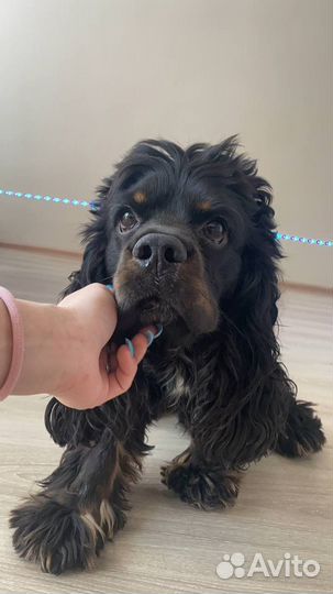 Кокер спаниель вязка