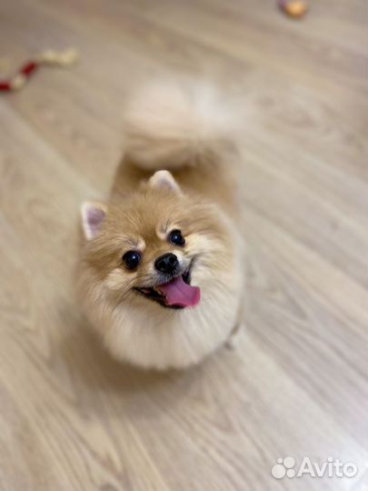 Щенки щпица