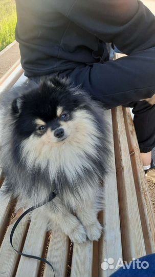 Померанский шпиц