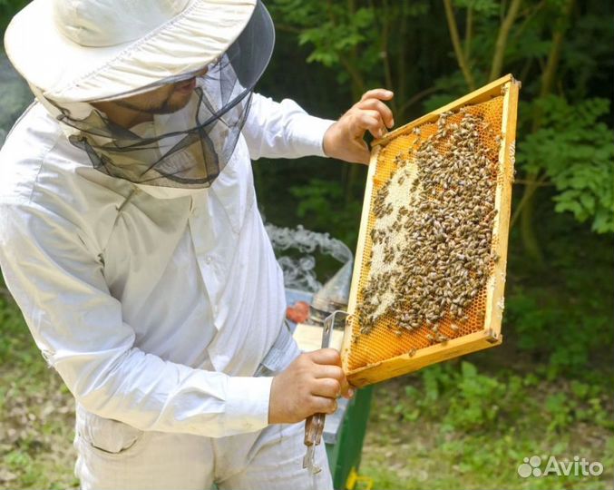 2024 Мед натуральный из Алтая опт