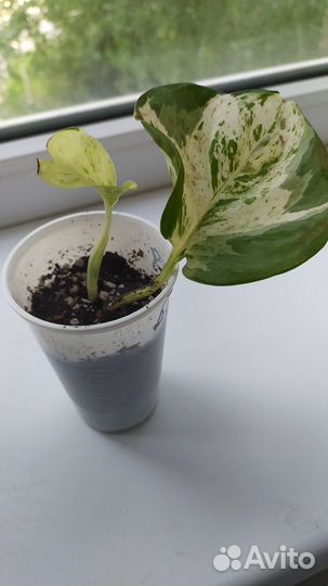 Сциндапсус хеппи лиф (марбл эпл)