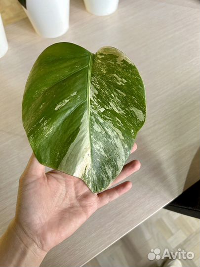 Монстера альба