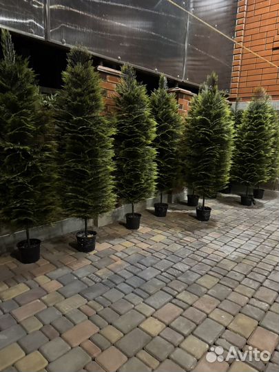 Туя искусственная