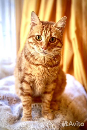 Преданная кошка
