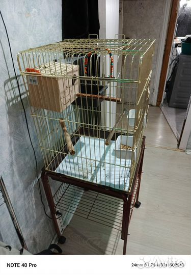 Попугай неразлучники